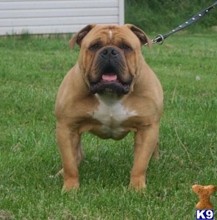 Stud Dogs - Old English Bulldog
